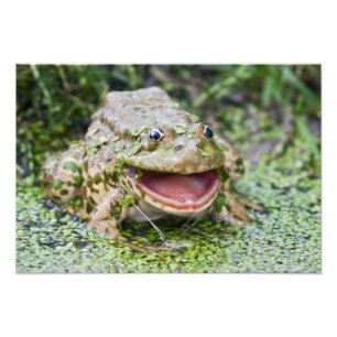 Frog Prince Print