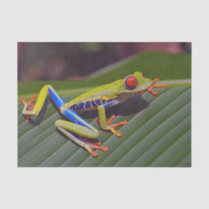 Frog Red Eye Photo Tissue Paper
