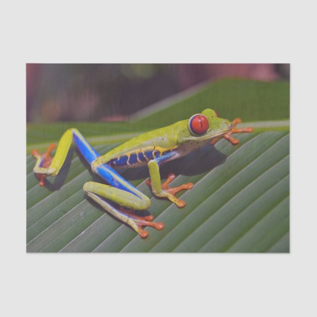 Frog Red Eye Photo Tissue Paper (Front)