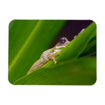 Frog Small Magnet