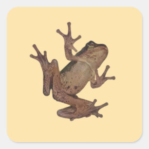 frog square sticker