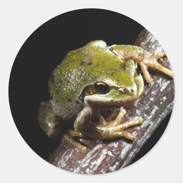Frog Sticker (Front)