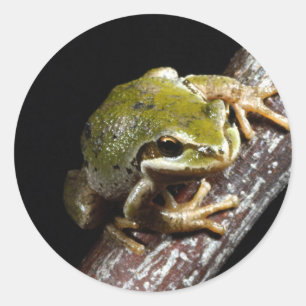 Frog Sticker