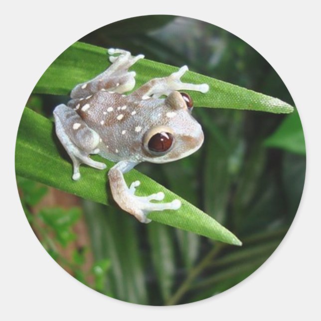 Frog Sticker (Front)