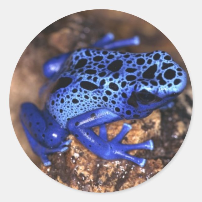 Frog Sticker (Front)