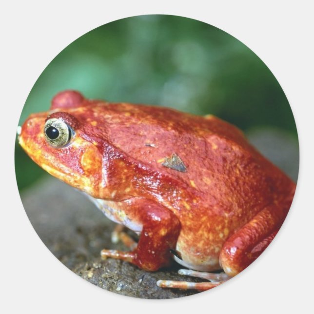 Frog Sticker (Front)