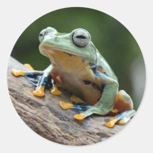 Frog stickers