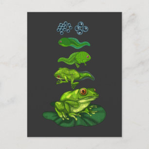 Frog Tadpole Biology Metamorphosis Life Cycle Art Postcard