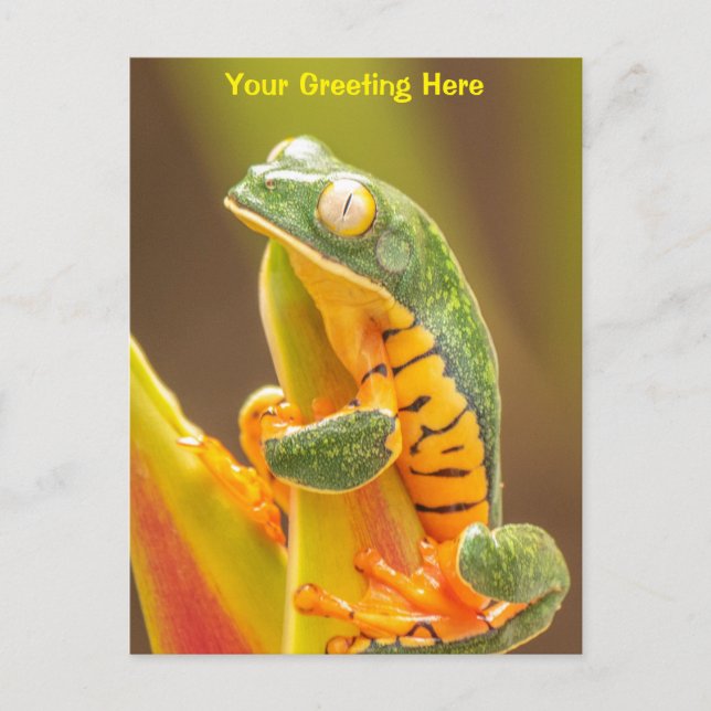 Frog | Tiger Leg Monkey Tree Frog Personalised Postcard (Front)