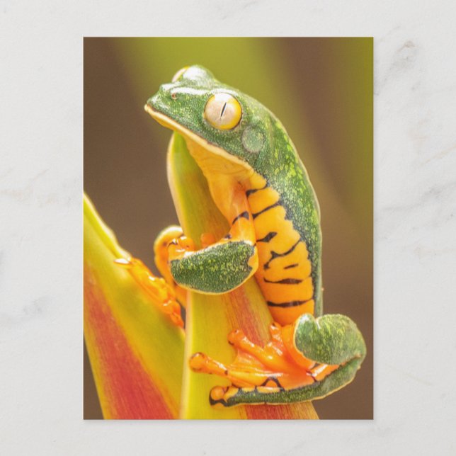 Frog | Tiger Leg Monkey Tree Frog Postcard (Front)