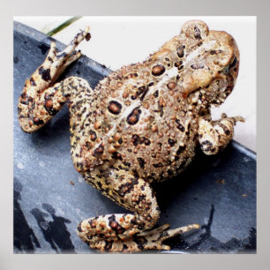 Frog Toad Animal Photography Poster