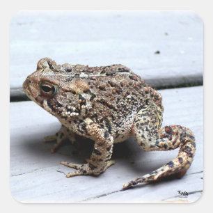 Frog Toad Photography Square Sticker