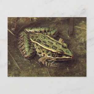 Frog / Toad Postcard