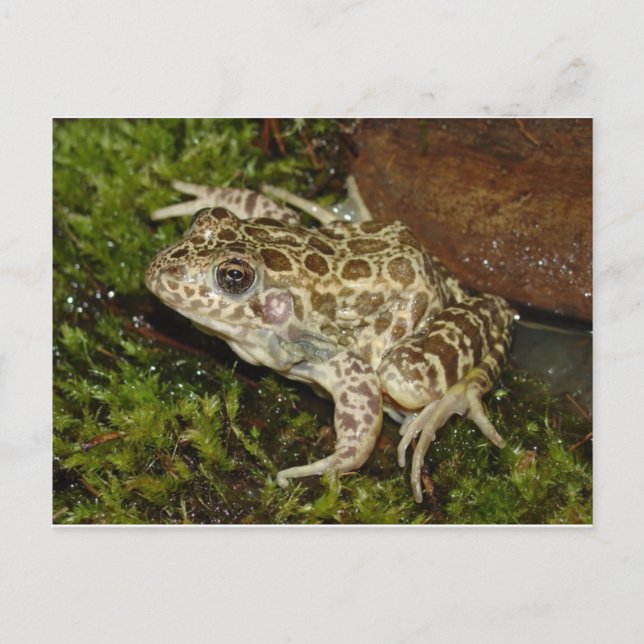 Frog / Toad Postcard (Front)
