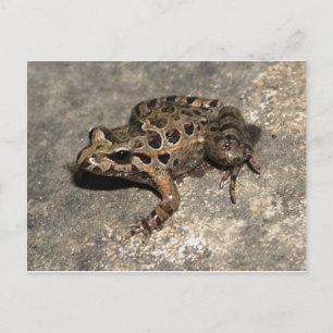 Frog / Toad Postcard