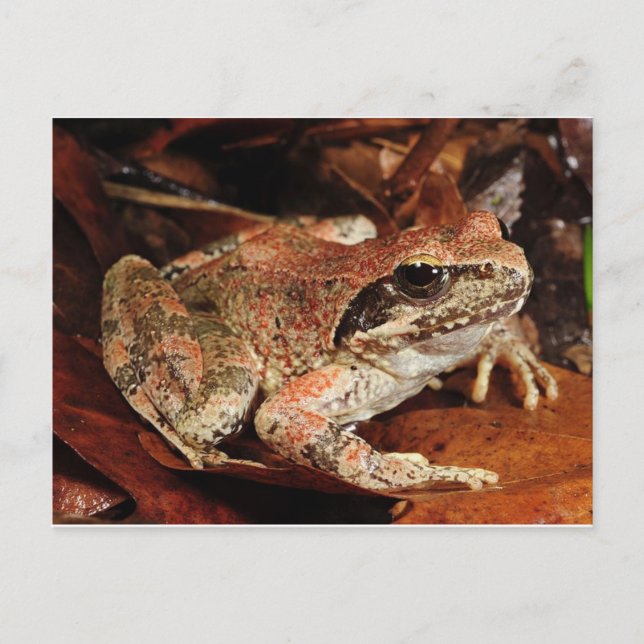 Frog / Toad Postcard (Front)