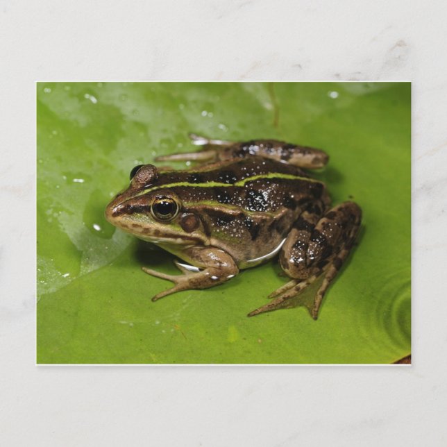 Frog / Toad Postcard (Front)