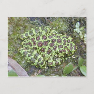 Frog / Toad Postcard