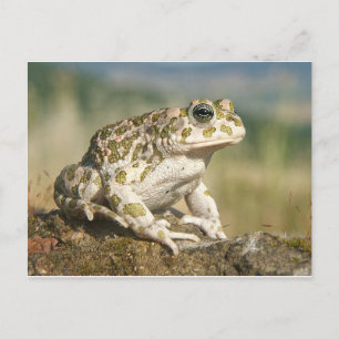 Frog / Toad Postcard