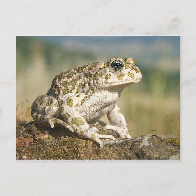 Frog / Toad Postcard (Front)