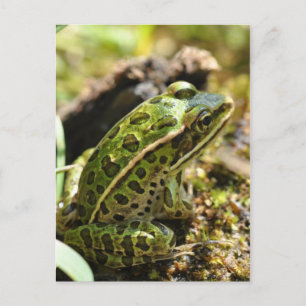 Frog / Toad Postcard