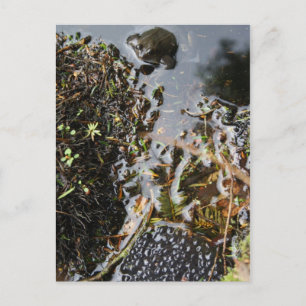 Frog with Frog Spawn Post Card