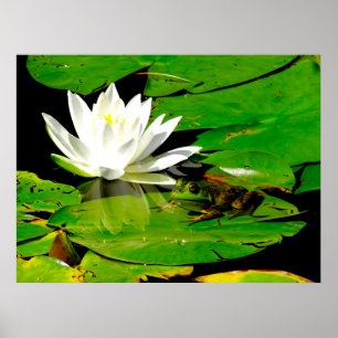 Frog with Water Lily Reflection Poster