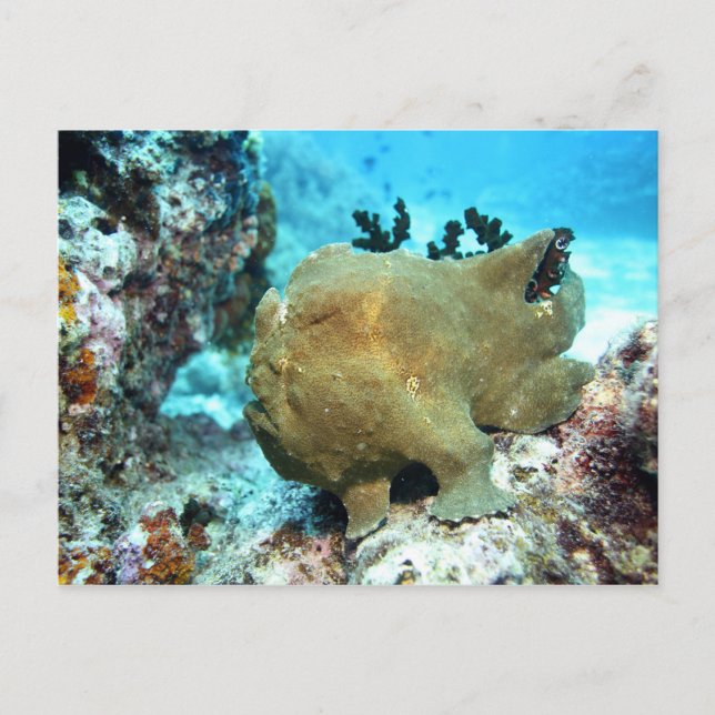 Frogfish camouflaged postcard (Front)