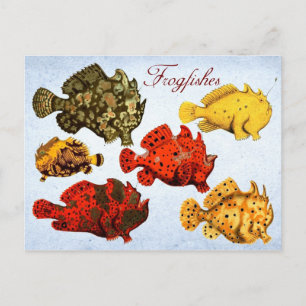 Frogfishes Postcard