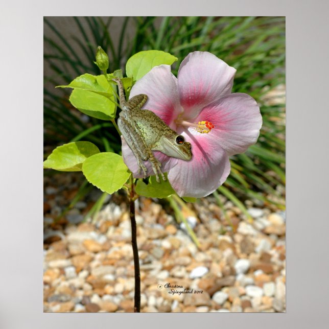 Froggy Hibiscus Flower Poster (Front)