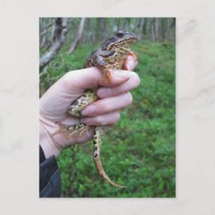 Froggylicious! postcard