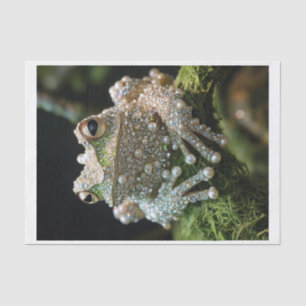 Frogs and Diamonds9 Tissue Paper