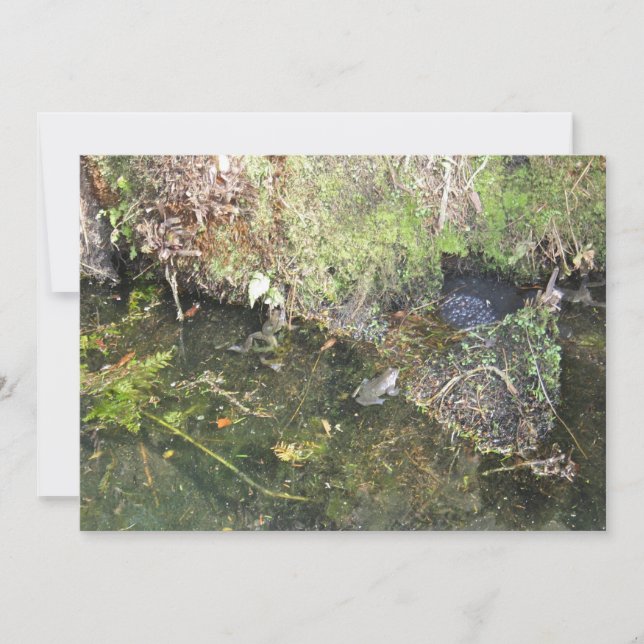 Frogs and Frog Spawn in a Pond Invitation (Front)
