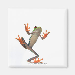 Frogs belly magnet