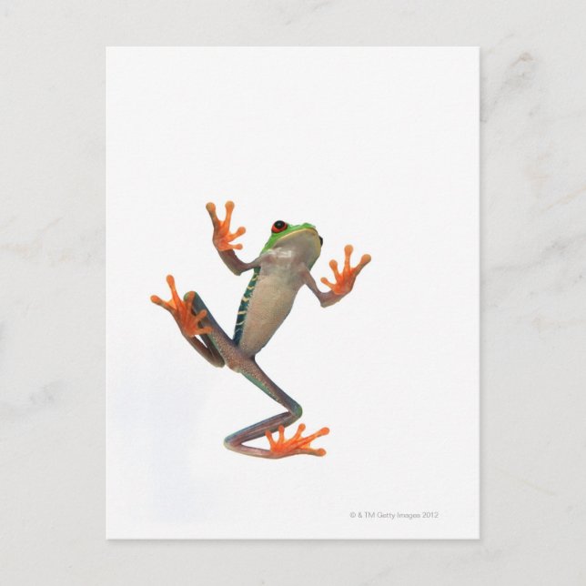Frogs belly postcard (Front)