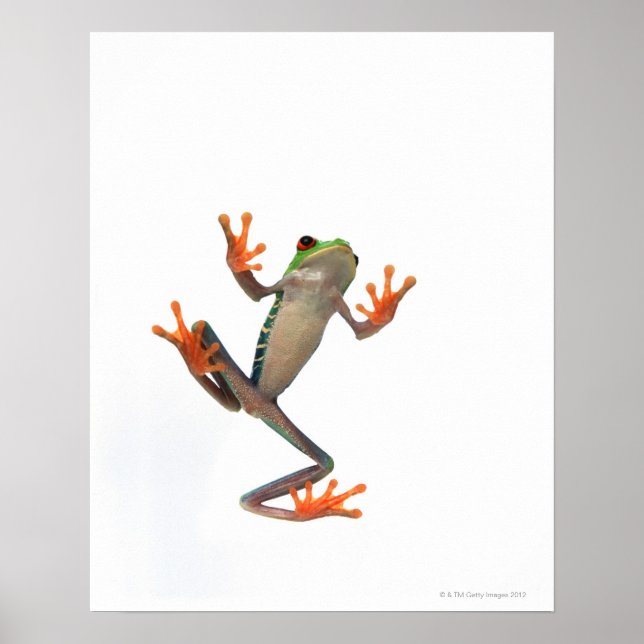 Frogs belly poster (Front)
