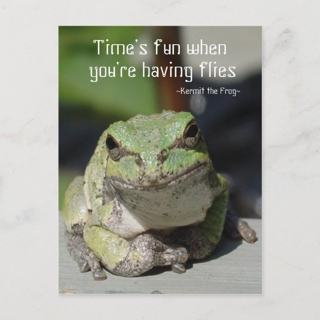 Frogs & Flies Postcard (Front)