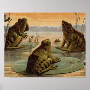 Frogs Lily Pads Moon Illustration Poster