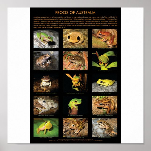 Frogs of Australia Poster (Front)