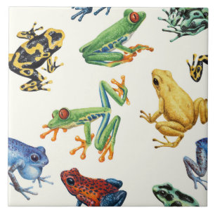 Frogs on natural white tile