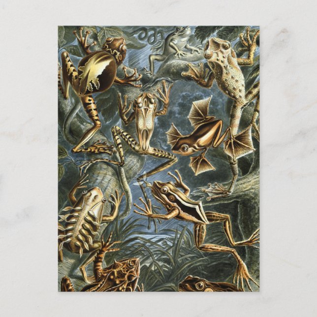 Frogs Postcard (Front)