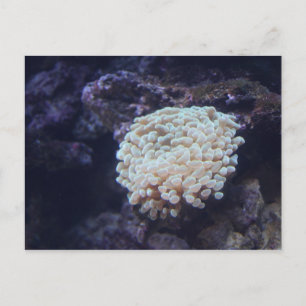 Frogspawn Coral # 1 Postcard