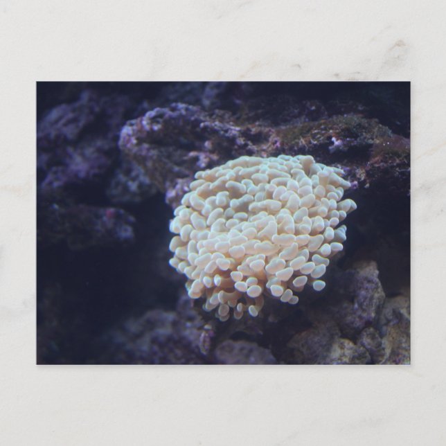 Frogspawn Coral # 1 Postcard (Front)