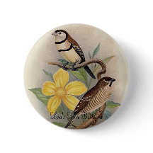 Frohawk - Bicheno's Finch & Cherry Finch