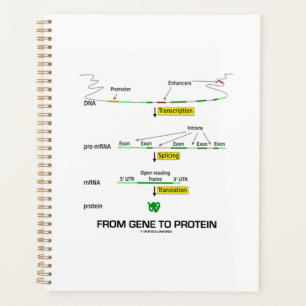 From Gene To Protein Molecular Biology Planner