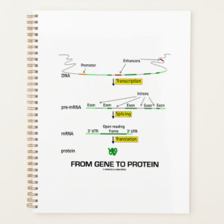 From Gene To Protein Molecular Biology Planner