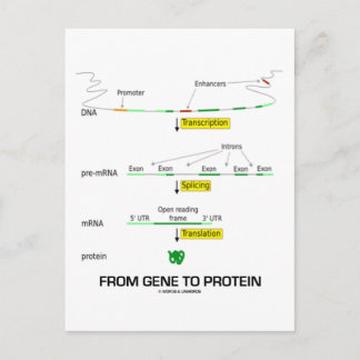 From Gene To Protein Postcard