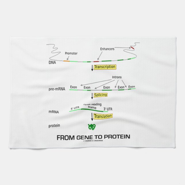From Gene To Protein Tea Towel (Horizontal)
