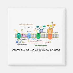 From Light To Chemical Energy (Photosynthesis) Magnet