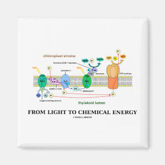 From Light To Chemical Energy (Photosynthesis) Magnet